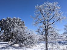 Kaibab National Forest