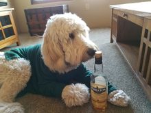 St. Patrick's Day 2017