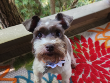 Tiny pup.  No more chewing of the paws.