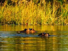 Hippos at sunset