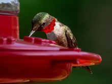Morning sun lights up the ruby throat spectacularly