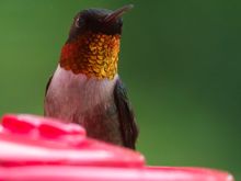 Male ruby-throated hummingbird whose throat turns orange in the right light.