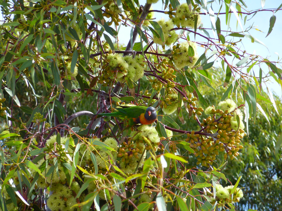 Rainbow lorikeet in our garden