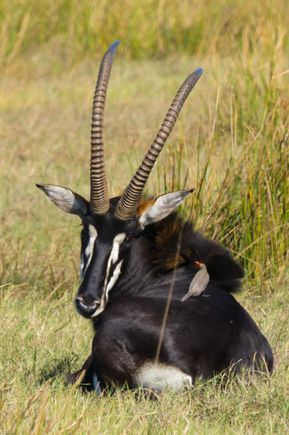 Sable Antelope