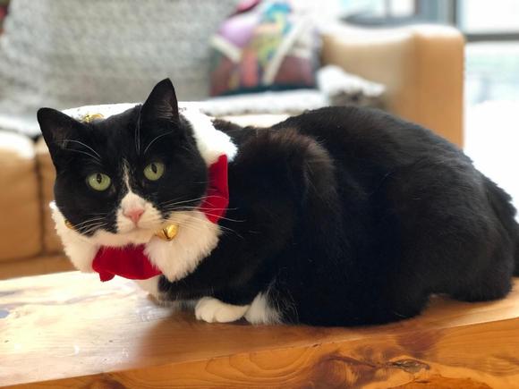 I’ve never attempted to dress her up, but my sister took care of our cat Bella for the holidays a few years ago and managed to get her to pose in a Christmas collar.