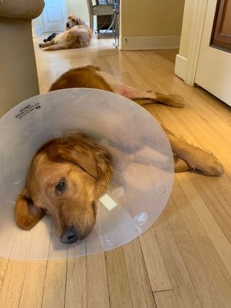 Molly hates her cone. 