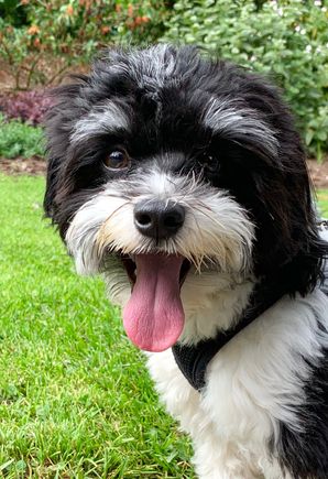 Havanese named Ludo