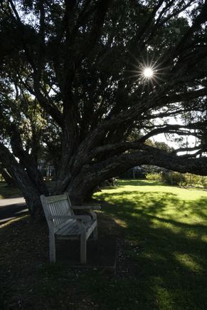 Rose garden, Parnell Auckland 