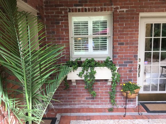 Ivy survived winter in Small window box 