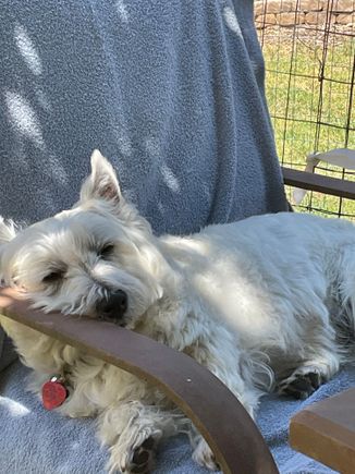 It’s a lazy Sunday here. Barry is demonstrating the art of chillin’ in the backyard 