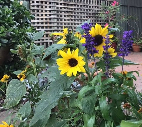 More sunflowers 