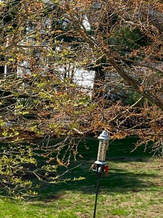It’s hard to see because I don’t have a fancy camera, but there is a crowd of birds at the feeder. And, lots of birdsong. 
