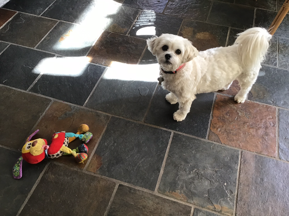 Just throw the toy please....