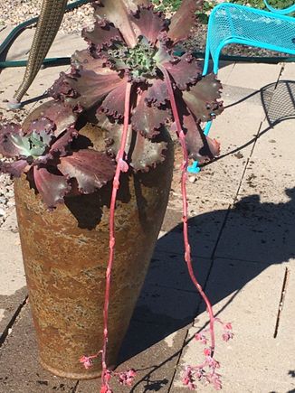 This afternoon’s project was potting this wild looking plant, a ruby red escheveria, in the tall pot we found a month ago at a yard sale   It has been awaiting a suitable occupant. 