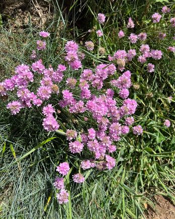 Beautiful wildflowers 
