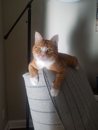 Are you OK Zig??? Asking for cat pictures?? But here goes. Meet my grandcat Rosco.  That sweet face is a total terror (and just what my son-in-law deserves).