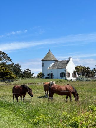 Beautiful horses