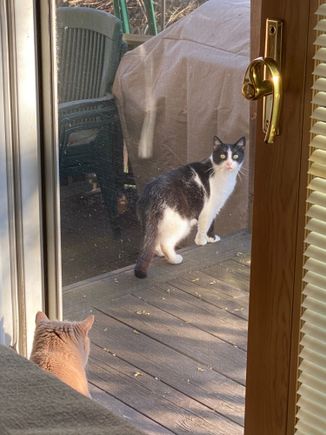 Social distancing, kitty style. 