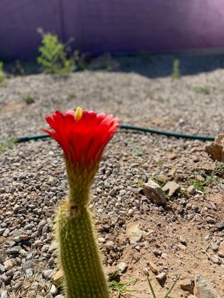 Ten minutes in the life of a tricereus cactus . The loom lasts a few days. 