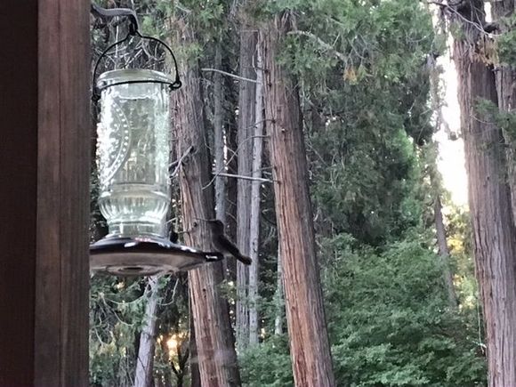 Hummingbird wars this am.