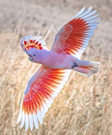 An Australian Major Mitchell in flight.  I didn’t take the photo, but it makes me happy to see this beautiful bird & I hope you enjoy it too.
