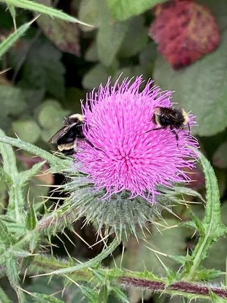 I was walking with my horse, eating thimble berries, she was eating purple thistles..had to stop her so she wouldn’t eat the bumble bees too
