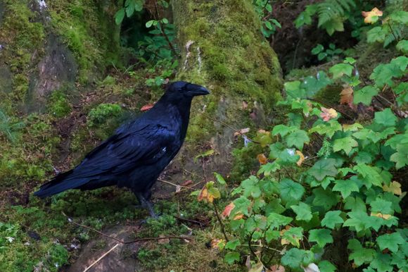Raven