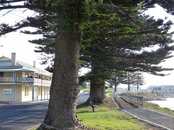 Foreshore with Norfolk pines