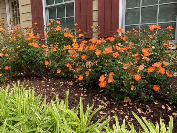 Our Little Paprika roses in full bloom