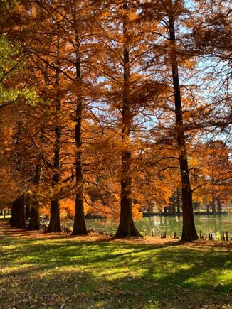 Well, not exactly from the neighborhood, but from Forest Park where I went birding last week on many days to relieve the election stress and anxiety.