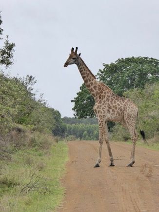 The road to Cape Vidal