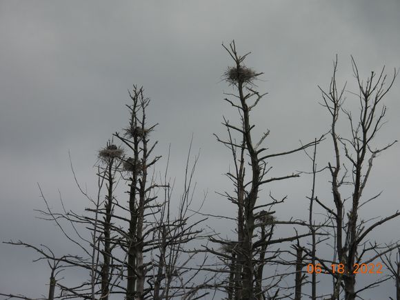 This is a few of the nests, I think there were nine.