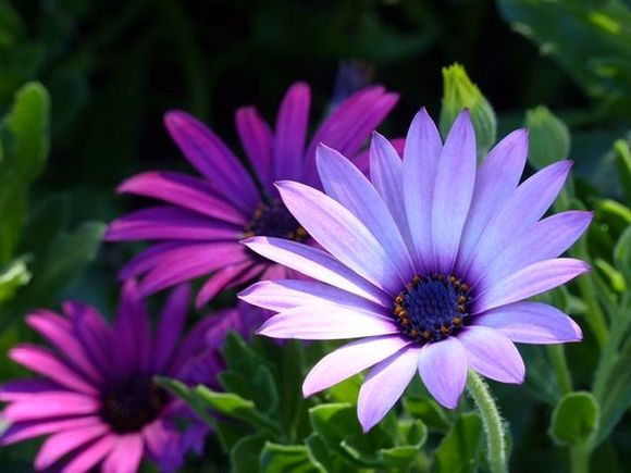 Trying close ups, dcd...