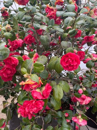 Camellias Launceston Place