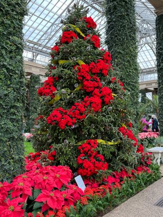 Poinsettias decorate the tree


