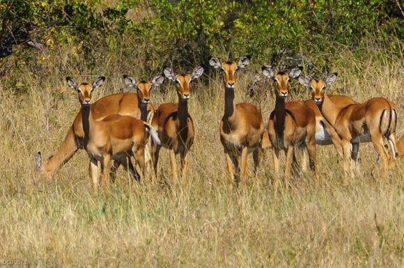 Female Impalas