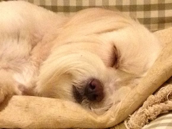 
He is so adorable even when he sleeps!