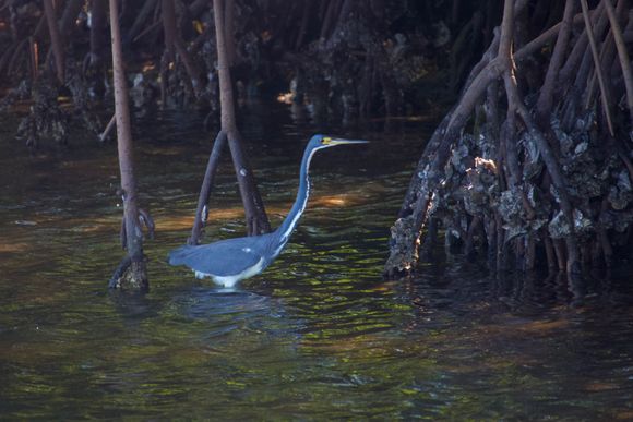 Tri-colored Heron