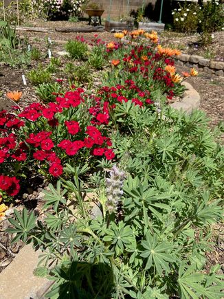 The weed pullers view of the garden
