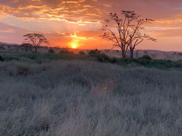 Serengeti sunset