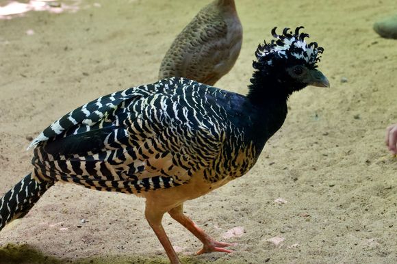 Bird Park where 95% of the birds are from Brazil ( they have been rescued, some return to the wild)