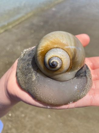 Northern moon snail 