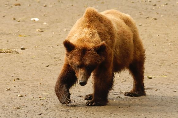Hot Chocolate digging for clams