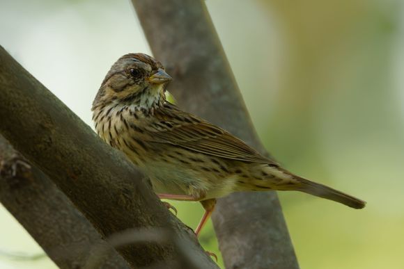Lincoln’s Sparrow 