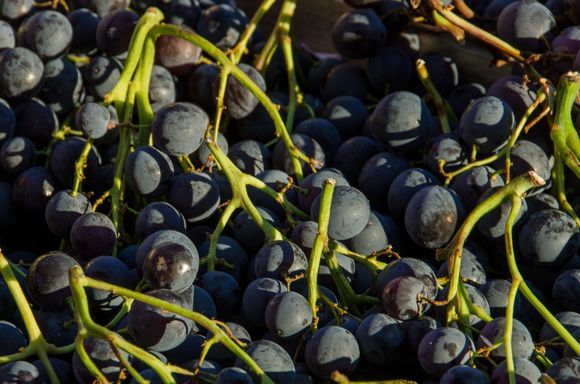 We call 'em Concords. What do the French call them?