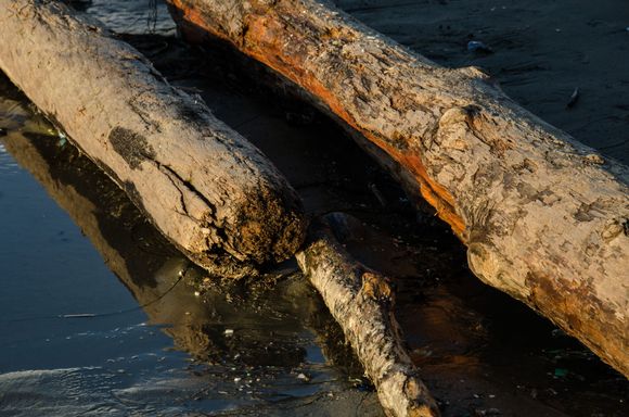 So much driftwood: Florencia beach.