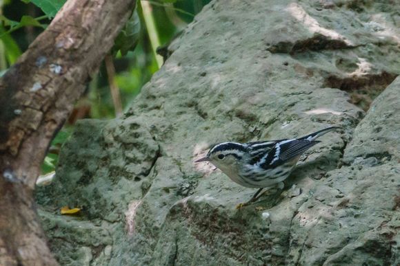 Black and white warbler