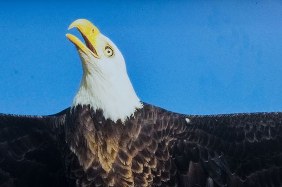 Detail from eagle poster, part of an excellent children's display at Ukee's Big Beach *this is not my foto.