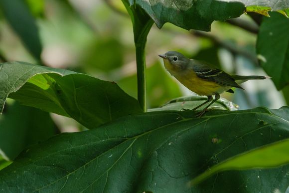 Magnolia warbler