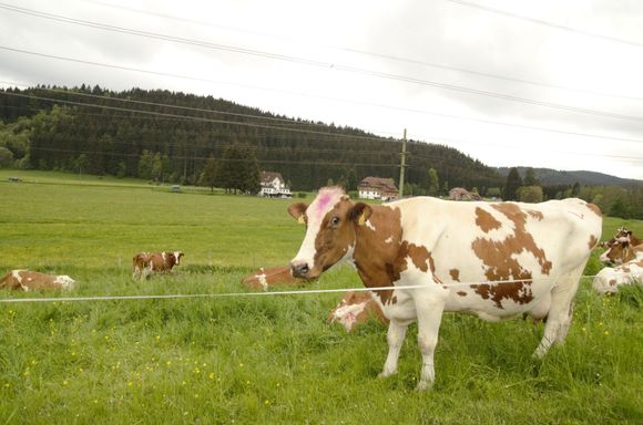 The farm is in a remote rural area but is managed very professionally with latest technology. Each cow has a computerized tag in the ear.